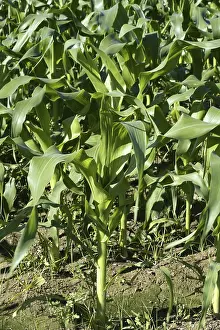 Mediterranean Agriculture Impressions: Corn fields growing up in Spain