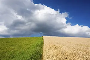 Corn Field Landscape Impressions: Corn and grass fields against blue