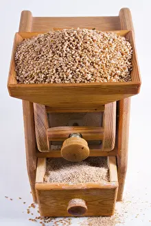 Balanced Diet Staple Food Impressions: Corn mill with wheat