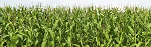 Daytime Agriculture Impressions: Cornfield