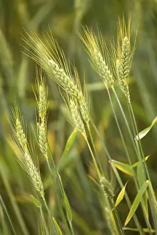 Agrarian Farming Practices Impressions: Cornfield