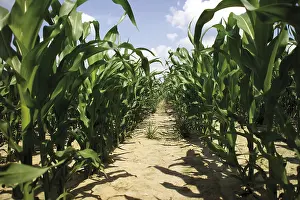 Cereal Cultivation Impressions: Cornfield