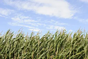 Abandoned Farm Field Impressions: Cornfield