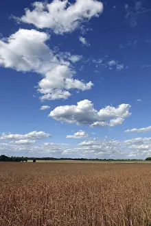 Agriculture Landscape Impressions: Cornfield with clouds