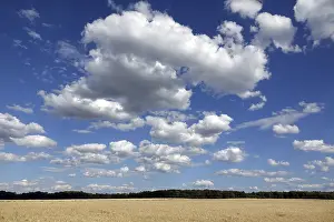 Deserted Farmland Impressions: Cornfield with clouds