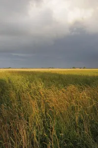 Cloudy Sky Scenery Impressions: Cornfield, grain, field, fields