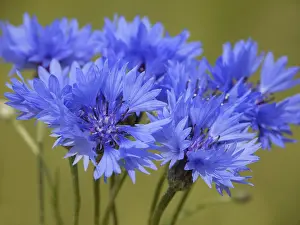Deserted Farmland Impressions: Cornflower