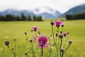Nature Reserve Europe Impressions: Cornflower oder Bluebottle (Centaurea cyanus)