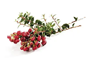 Nature Flora Botany Impressions: Cotoneaster (Cotoneaster)