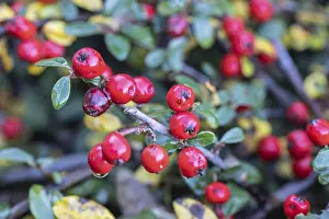 European Shrubs Impressions: Cotoneaster (Cotoneaster horizontalis)