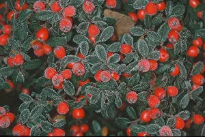 Hoarfrost On Plants Impressions: Cotoneasters (Cotoneaster), berries
