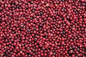 Full Frame Studio Shots Impressions: Cranberries, full frame