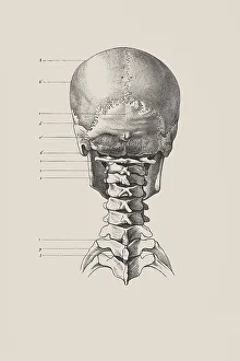 Impression encadrée : squelette crânien de face