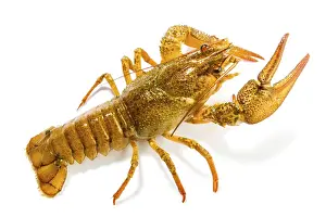 Écrevisses Impressions: Crevettes sur un fond blanc.