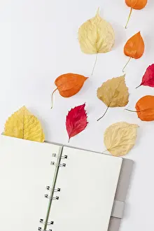 Autumn Composition Impressions: Creative Top view flat lay autumn composition