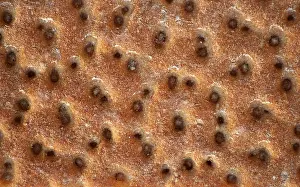 Low Calorie Diet Food Impressions: Crispbread