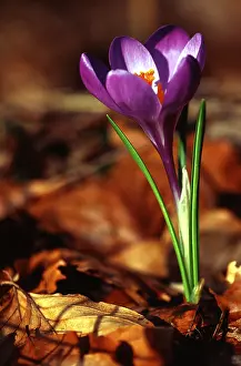Springtime Blooms Impressions: Crocus
