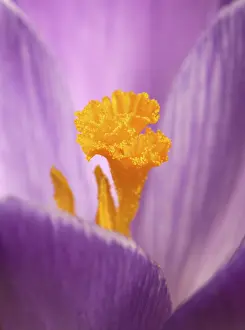 Close Up Crocus Flower Impressions: Crocus (Crocus)