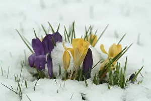 Springtime Blooms Impressions: Crocuses