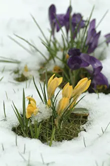 Snow Crocus Impressions: Crocuses
