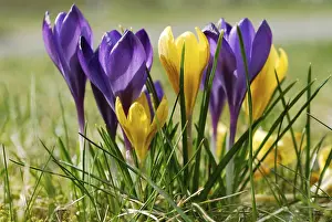 Macro Flower Photography Impressions: Crocuses
