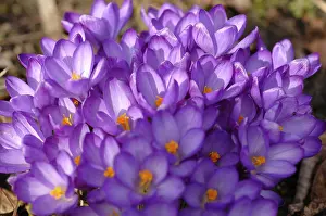 Spring Garden Flowers Impressions: Crocuses
