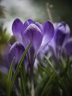 Deserted Nature Scene Impressions: Crocuses