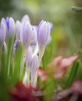 Impression encadrée : Crocuses Impression encadrée : Crocuses