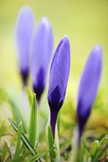 Crocus Flower Impressions: Crocuses (Crocus)