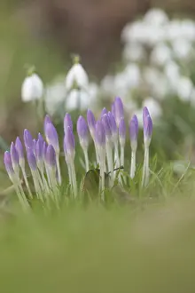 Spring Crocuses Impressions: Crocuses in spring