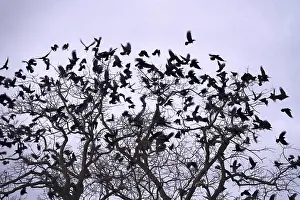 Corvids In Natural Environment Impressions: Crows on a tree, winter, Germany