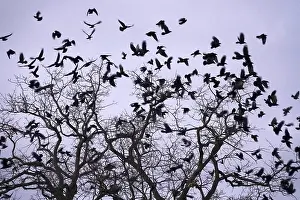 Wildlife Photography Germany Winter Impressions: Crows on a tree, winter, Germany