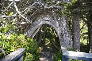Canadian Wilderness Photography Impressions: Curved tree trunk spanning a path