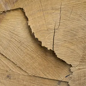 Deserted Tree Landscape Impressions: Cut surface on a tree trunk with pattern
