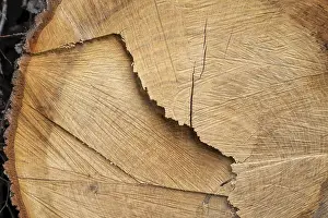 Deserted Tree Landscape Impressions: Cut surface on a tree trunk with pattern