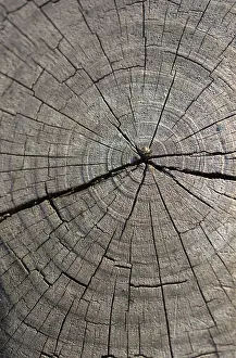 No People Background Image Impressions: Cut tree stump surface as a background texture
