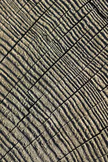 Full Frame Background Image Impressions: Cut tree stump surface as a background texture