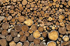 Close View Of A Tree Trunk Impressions: Cut tree trunks
