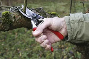 Tree Pruning Impressions: Cutting of a fruit tree with a pruning shears