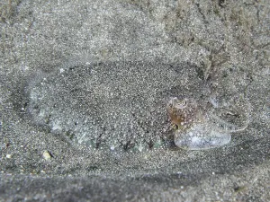 Seiche Impressions: La seiche à motif gris.