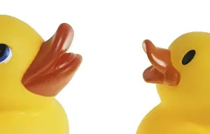Studio Photography Of Ducks Impressions: Two dabbling ducks