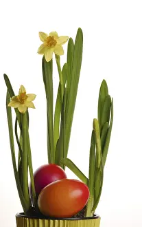 Easter Eggs Impressions: Daffodil, Easter eggs