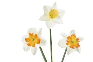 White Background Flowers Impressions: Daffodils on a white background