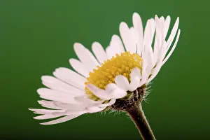 Springtime Flower Blooms Impressions: Daisy