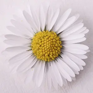 Common Daisy Impressions: Daisy