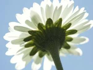 Close Up Flower Impressions: Daisy, macro