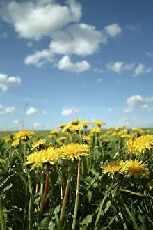 Infructescence Photography Impressions: Dandelion