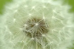Nature Flowering Plants Impressions: Dandelion