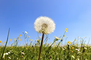 Close Up Dandelion Flower Impressions: Dandelion clock