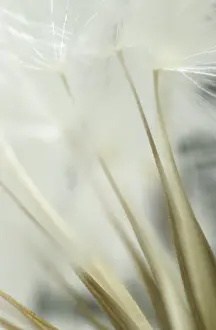 Dandelion Seed Head Impressions: Dandelion clock, macro